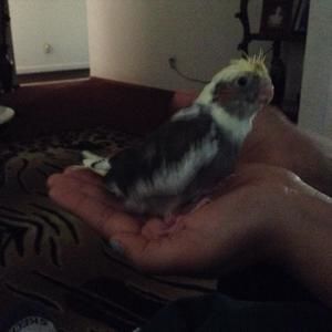 Meet your Posher, Lamberto